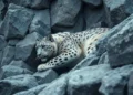 The Snow Leopard
